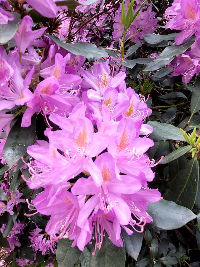 Temple Gardens by Olov Hansen